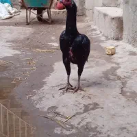 مرغ جوجه خروس لاری