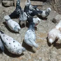 کفترتهرانی پرشی ساعت بالا