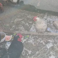 خروس ومرغ پیر