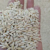 جو درجه یک رقم جلگه