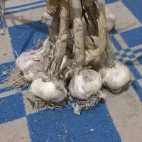 سیر محلی لانو