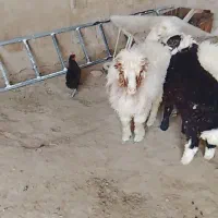 سه عددبره عراقی