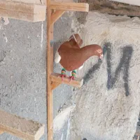 کفتر کبوتر یهودی سید