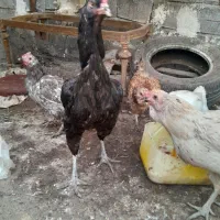 مرغ واردک