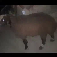 بره ماده