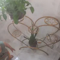 استندگل