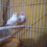 نرو ماده فنچ با جوجه