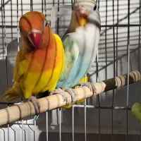 پرنده|پرنده|مشهد, شهرک امام هادی (شهرک غرب)|دیوار