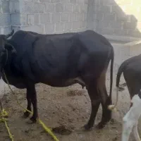 فروش گاو نر و ماده توافقی