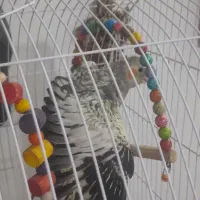 عروس هلندی دستی دونه خور