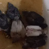 جفت بنگالی مولد کارداده رو ۶تا جوجه