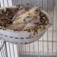 جفت قناری‌طلایی‌با‌پنج‌جوجه