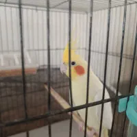 عروس هلندی سخنگو