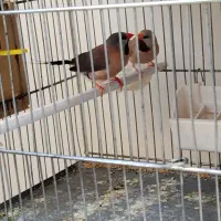 فنچ کراواتی مولد