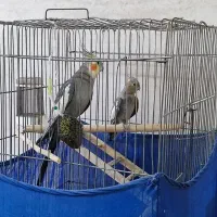 عروس هلندی