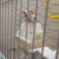 فنچ با قفس