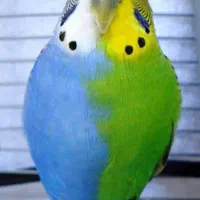 مرغ عشق نر یا ماده تکی ایسونوم