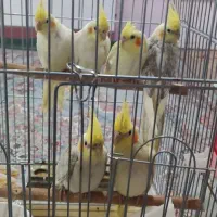 جوجه عروس لوتینو گل باقالی ۳ ماهه