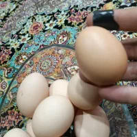 خروس محلی سرحال و تخم مرغ محلی موجوده|حیوانات مزرعه|محمودآباد, |دیوار