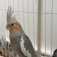 جوجه عروس هلندی دون خور و سرلاکی