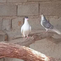 کفتر فروشی