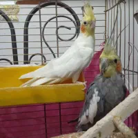 یه جفت عروس هلندی