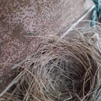 مرغ مینا و مرغ عشق عروس