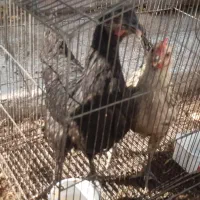 فروش یک جفت مرغ وخروس محلی پاسیاه