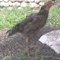 مرغ لاری طوسی