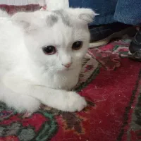واگذاری غیر رایگان تعدادی  فرشته خوشگل دختر و پسر