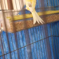 قناری نر قرص بخون معاوضه باپمپ آب خانگی