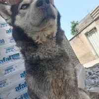 چون جا ندارن قیمت 10 ملیون هتا شناس نماه هم داره