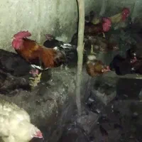 ۵ عدد خروس محلی سرحال یک سالو نیم
