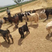 بز داشتی|حیوانات مزرعه|ازنا, |دیوار