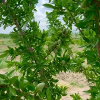 خانه باغ/باغ/باغچه/باغستان/ روستای مزرعه نو