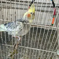 عروس هلندی حدودا یکساله