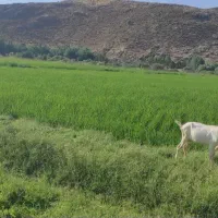 بز سانن جوان سه عدد