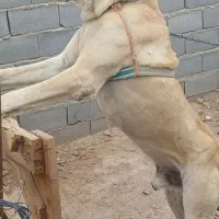 سگ البای سراب