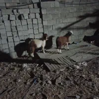 نری فروشی