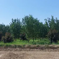 باغ-میوه-بادام-و