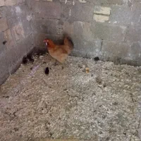 مرغ و جوجه و خروس
