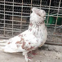 کبوتر گرگ