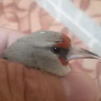 سهره کرمانی