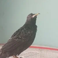سهره سیاه
