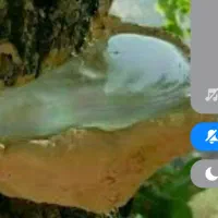 آدامس کوردی خام موجوده