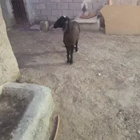 گوسفند جوان