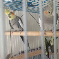 دو عدد عروس هلندی نرو ماده