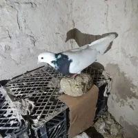 طوقی|پرنده|تبریز, |دیوار