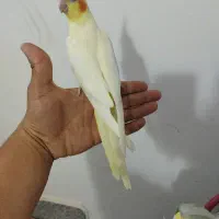 طوطی عروس هلندی زعفرانی خشگل