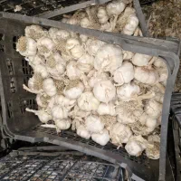 سیر بذری